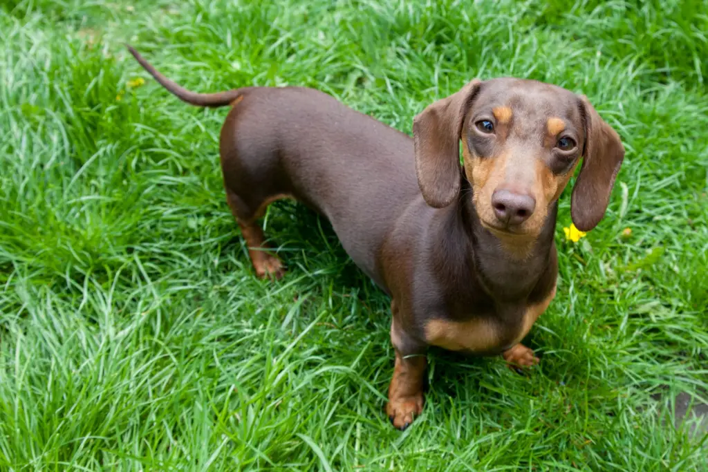 Dachshund dog standing on grass lawn