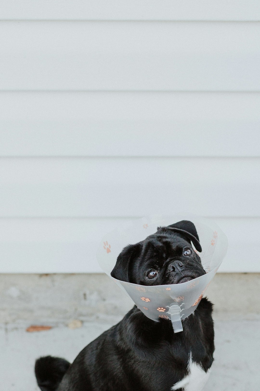 Pug puppy wearing a colar