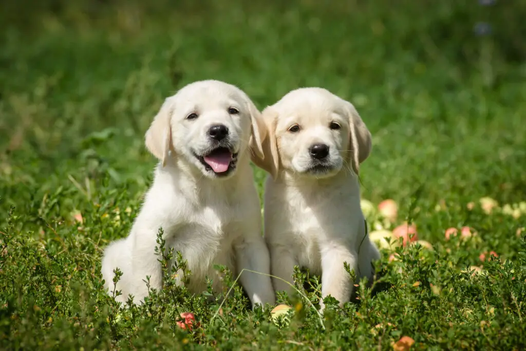 Two Labrador Retriever puppies