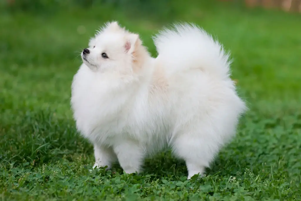 white and fluffy Pomeranian