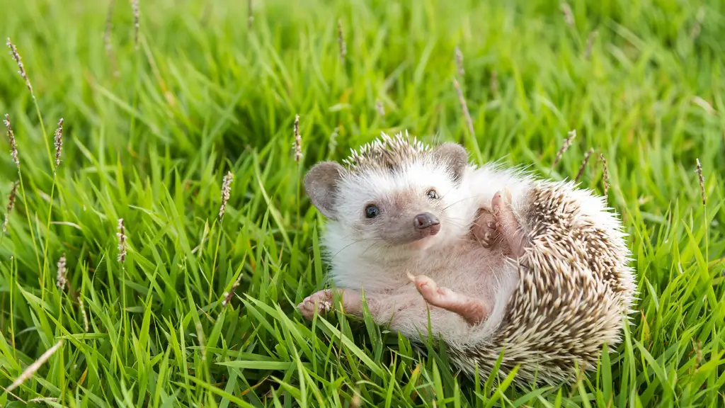 hedgehog laying on grass
