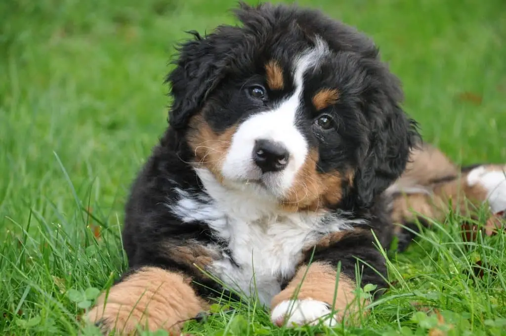 Bernese Mountain Dog sitting on the grass lawn